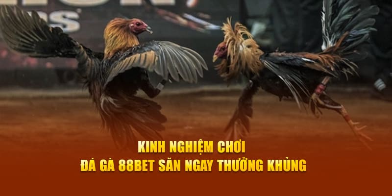 Kinh nghiệm chơi đá gà 88bet